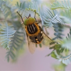Copidapha maculiventris at Hawker, ACT - 28 Nov 2025 by AlisonMilton