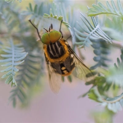Copidapha maculiventris at Hawker, ACT - 28 Nov 2025 by AlisonMilton