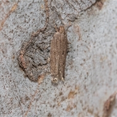 Unverified Concealer moth (Oecophoridae) at Hawker, ACT - 28 Nov 2025 by AlisonMilton