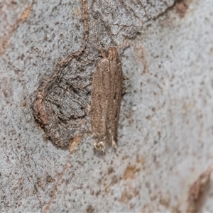 Unverified Concealer moth (Oecophoridae) at Hawker, ACT - 28 Nov 2025 by AlisonMilton