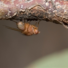 Unverified Other true fly at Hawker, ACT - 28 Nov 2025 by AlisonMilton