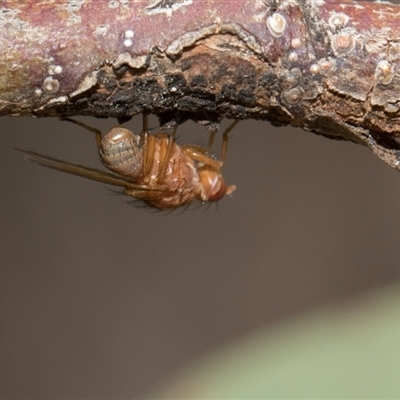 Unverified Other true fly at Hawker, ACT - 28 Nov 2025 by AlisonMilton