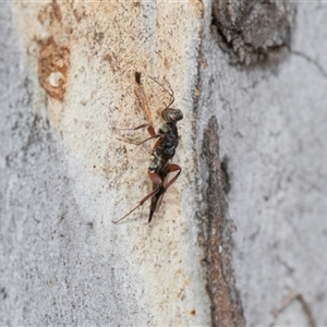 Bethylidae (family) at Hawker, ACT - 28 Nov 2025 by AlisonMilton