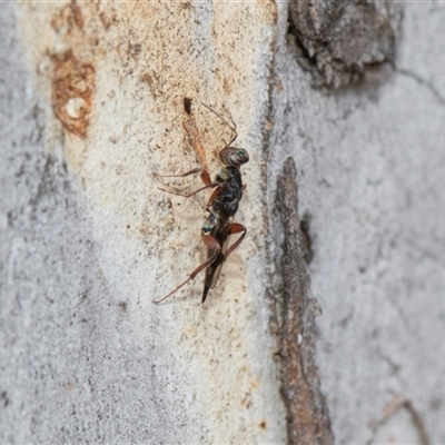 Bethylidae (family) at Hawker, ACT - 28 Nov 2025 by AlisonMilton