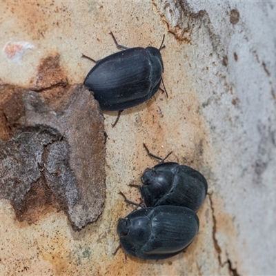 Unverified Darkling beetle (Tenebrionidae) at Hawker, ACT - 28 Nov 2025 by AlisonMilton