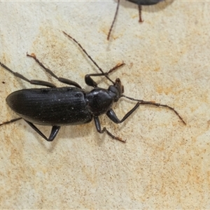 Alleculinae sp. (Subfamily) at Hawker, ACT - 28 Nov 2025 by AlisonMilton