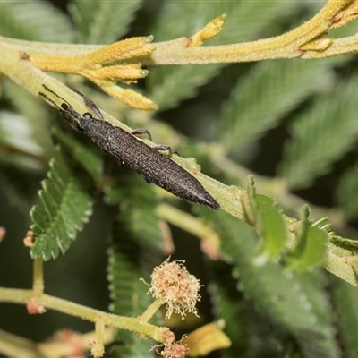 Rhinotia phoenicoptera (Belid weevil) at Hawker, ACT - 28 Nov 2025 by AlisonMilton