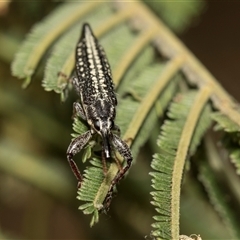 Rhinotia sp. in semipunctata group (A belid weevil) at Hawker, ACT - 28 Nov 2025 by AlisonMilton