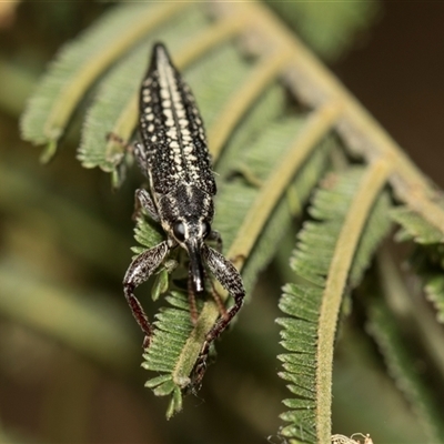 Rhinotia sp. in semipunctata group (A belid weevil) at Hawker, ACT - 28 Nov 2025 by AlisonMilton