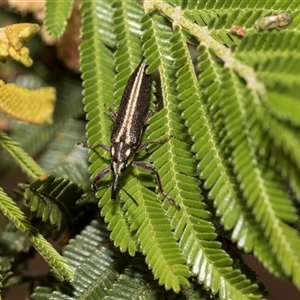 Rhinotia sp. (genus) (Unidentified Rhinotia weevil) at Hawker, ACT - 28 Nov 2025 by AlisonMilton