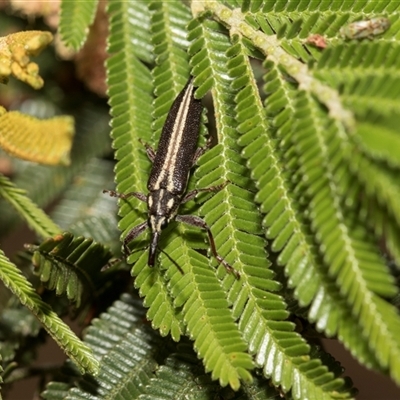 Rhinotia sp. (genus) (Unidentified Rhinotia weevil) at Hawker, ACT - 28 Nov 2025 by AlisonMilton