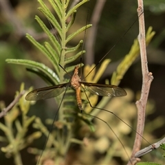 Leptotarsus (Habromastix) sp. (sub-genus) at Hawker, ACT - 28 Nov 2025 by AlisonMilton