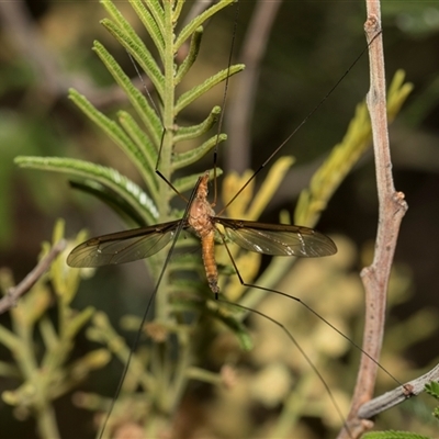 Leptotarsus (Habromastix) sp. (sub-genus) at Hawker, ACT - 28 Nov 2025 by AlisonMilton