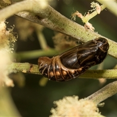 Jalmenus ictinus at Hawker, ACT - 28 Nov 2025 by AlisonMilton