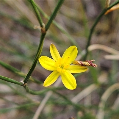 Tricoryne elatior (Yellow Rush Lily) at Hawker, ACT - 30 Nov 2025 by sangio7