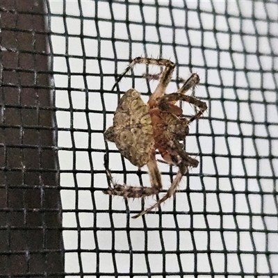 Dolophones sp. (genus) (Wrap-around spider) at  - suppressed by sangio7