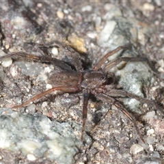 Unverified Other hunting spider at Uriarra Village, ACT - 29 Nov 2025 by Harrisi