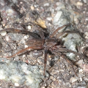 Unverified Other hunting spider at Uriarra Village, ACT - 29 Nov 2025 by Harrisi
