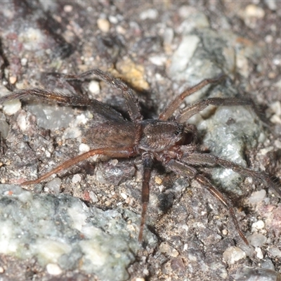 Unverified Other hunting spider at Uriarra Village, ACT - 29 Nov 2025 by Harrisi