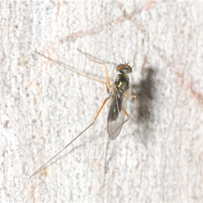 Unverified Long-legged Fly (Dolichopodidae) at Uriarra Village, ACT - 29 Nov 2025 by Harrisi