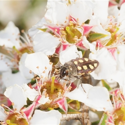 Castiarina parallela (A Jewel Beetle) at Coolumburra, NSW - 27 Nov 2025 by Harrisi
