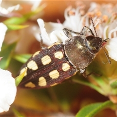 Castiarina parallela at Coolumburra, NSW - 27 Nov 2025 10:50 PM