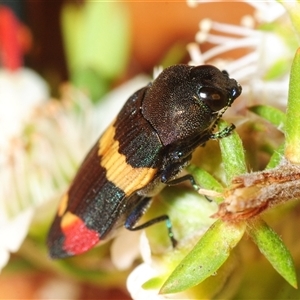 Castiarina bella (A Jewel Beetle) at Sassafras, NSW - 27 Nov 2025 by Harrisi