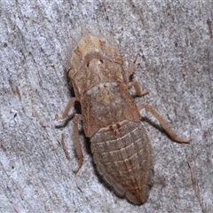 Ledrinae (subfamily) (A Flat-headed Leafhopper) at Fyshwick, ACT - 27 Nov 2025 by TimL