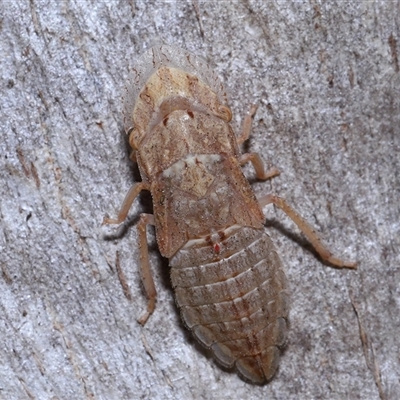 Ledrinae (subfamily) (A Flat-headed Leafhopper) at Fyshwick, ACT - 27 Nov 2025 by TimL