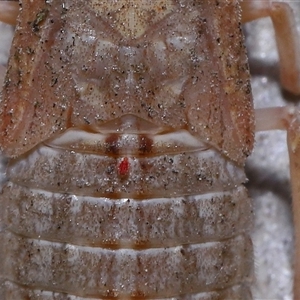 Acari (informal subclass) at Fyshwick, ACT - 27 Nov 2025 by TimL