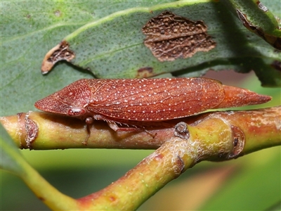 Rhotidus teliformis (Leafhopper) at Acton, ACT - 23 Nov 2025 by TimL