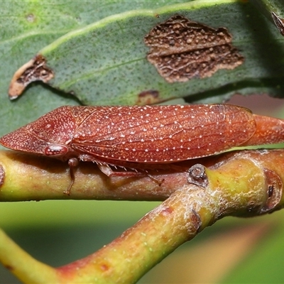 Rhotidus teliformis (Leafhopper) at Acton, ACT - 23 Nov 2025 by TimL