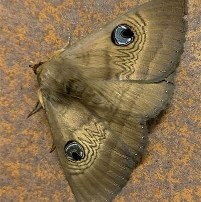 Dasypodia selenophora (Southern Old Lady Moth) at Parkes, ACT - 25 Nov 2025 by TimL