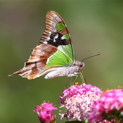 Graphium macleayanum (Macleay's Swallowtail) at Acton, ACT - 30 Nov 2025 by TimL