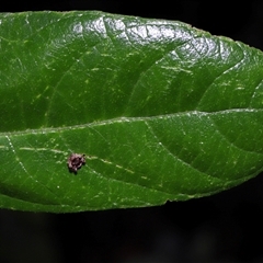 Arkys curtulus by TimL