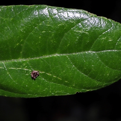 Arkys curtulus at  - suppressed by TimL