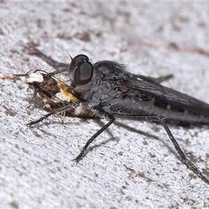 Cerdistus sp. (genus) (Slender Robber Fly) at Acton, ACT - Yesterday by TimL