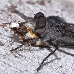 Unverified Curved-horn moth (all Gelechioidea except Oecophoridae) at Acton, ACT - 30 Nov 2025 by TimL