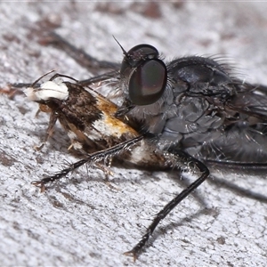Unverified Curved-horn moth (all Gelechioidea except Oecophoridae) at Acton, ACT - Yesterday by TimL