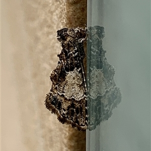 Arrade destituta at Parkes, ACT - 25 Nov 2025 by TimL