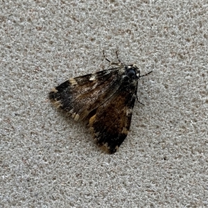 Unverified Moth (Lepidoptera) at Parkes, ACT - 25 Nov 2025 by TimL