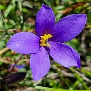 Unverified Plant at Jacka, ACT - 28 Nov 2025 by Keltshi