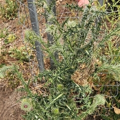 Carduus nutans (Nodding Thistle) at Gordon, ACT - 28 Nov 2025 by Darren308