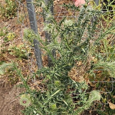 Carduus nutans (Nodding Thistle) at Gordon, ACT - 28 Nov 2025 by Darren308