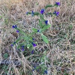 Echium plantagineum (Paterson's Curse) at Watson, ACT - 29 Nov 2025 by waltraud