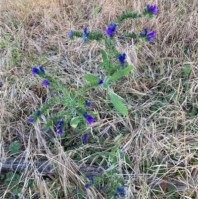 Echium plantagineum (Paterson's Curse) at Watson, ACT - 29 Nov 2025 by waltraud