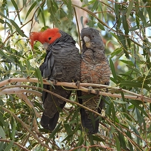 Callocephalon fimbriatum at Tharwa, ACT - Yesterday by LineMarie