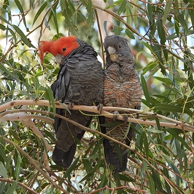 Callocephalon fimbriatum at Tharwa, ACT - 30 Nov 2025 by LineMarie