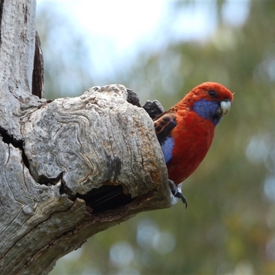 Platycercus elegans (Crimson Rosella) at Kambah, ACT - 24 Nov 2025 by LineMarie