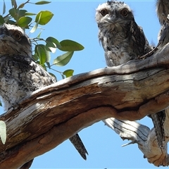 Podargus strigoides at Kambah, ACT - 24 Nov 2025 by LineMarie